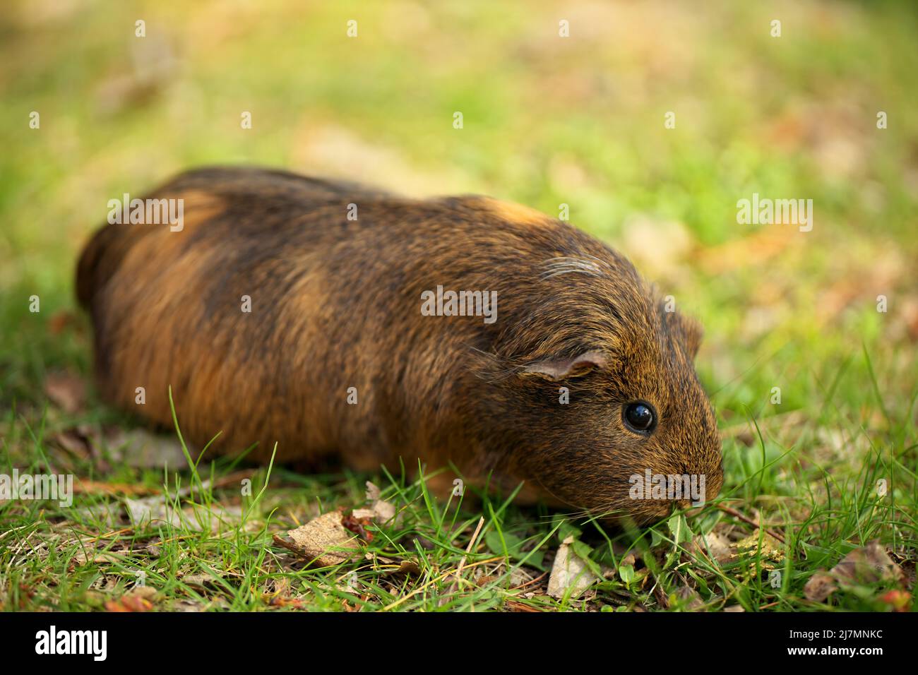 Una cavia bruna che mangia e mungendo sull'erba su un prato all'aperto in una giornata di sole Foto Stock