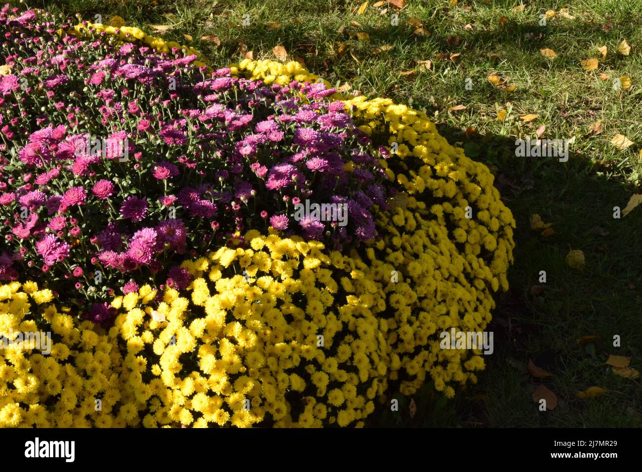 Bellissimi e colorati crisantemi autunnali freschi in rosso, giallo, viola, bianco, arancio e rosa bouquet. Splendidi crisantemi luminosi fioriscono Foto Stock