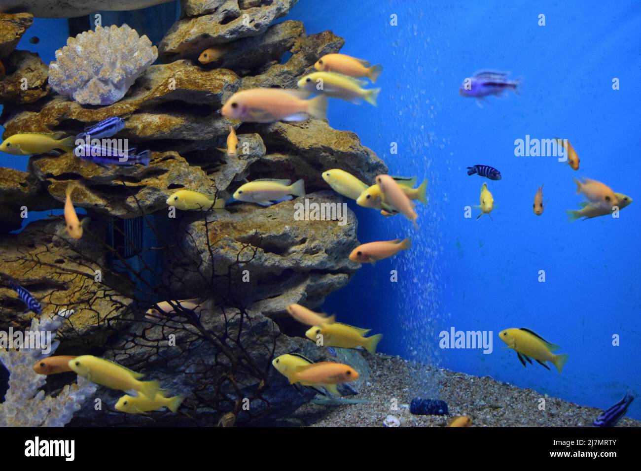 Morfo giallo di Labidocromis caeruleus (laboratorio giallo limone) pesci acquario. Giallo elettrico Afican Cichlid. Cichlids giallo tropicale elettrico. Q. Malawi Foto Stock