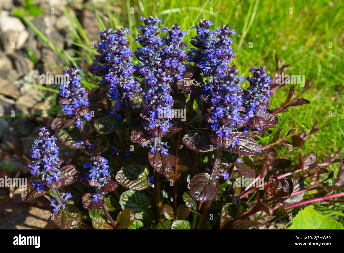 Ajuga reptans mogano, giardino britannico Foto Stock