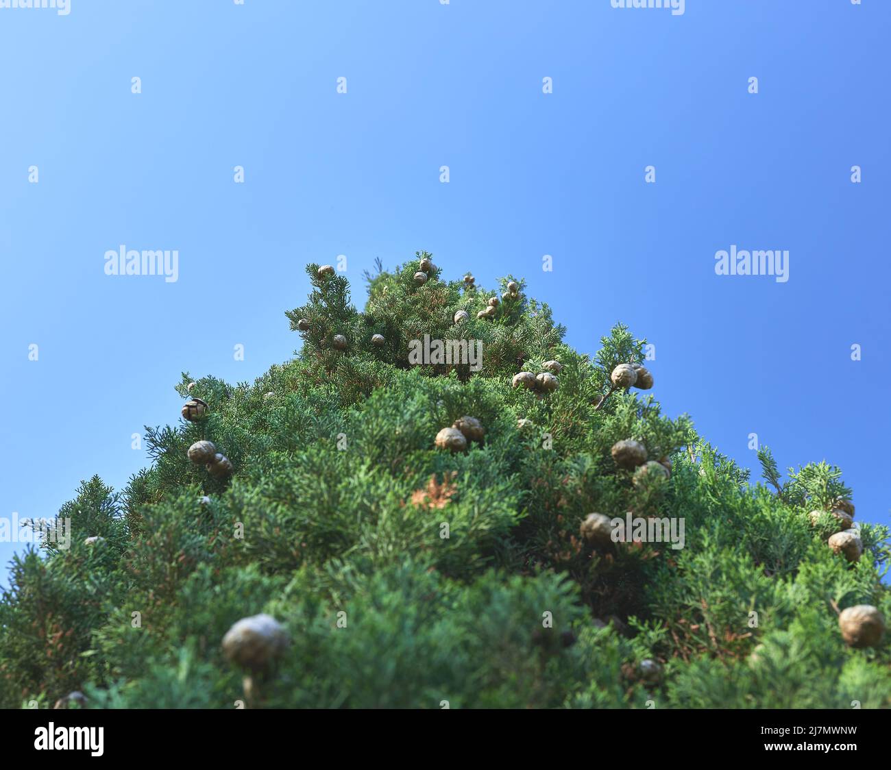 dettaglio di una vista inferiore di un cipresso con coni di pino su sfondo blu Foto Stock