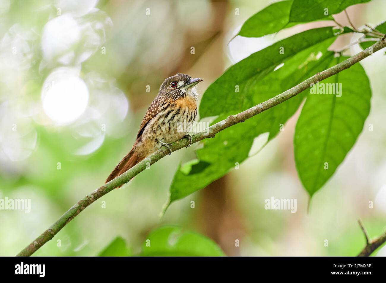 Coccodrillo (Xiphynchus susurrans), Parco Nazionale di Corcovado, Penisola di Osa, Costa Rica, America Centrale Foto Stock