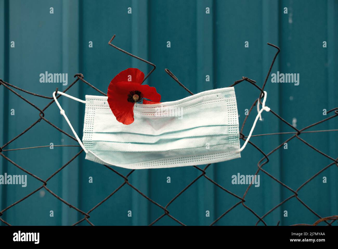 una maschera medica pesa dietro una recinzione di ferro e accanto ad un fiore rosso papavero su uno sfondo blu fuori, una zona chiusa di quarantena Foto Stock