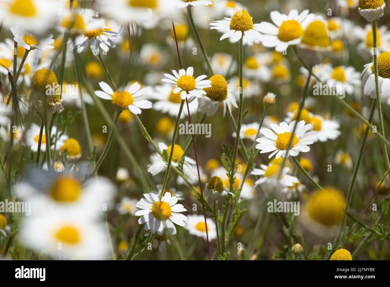 Campo margherite in un campo in primavera in Ucraina, fiori selvatici, sfondo floreale Foto Stock