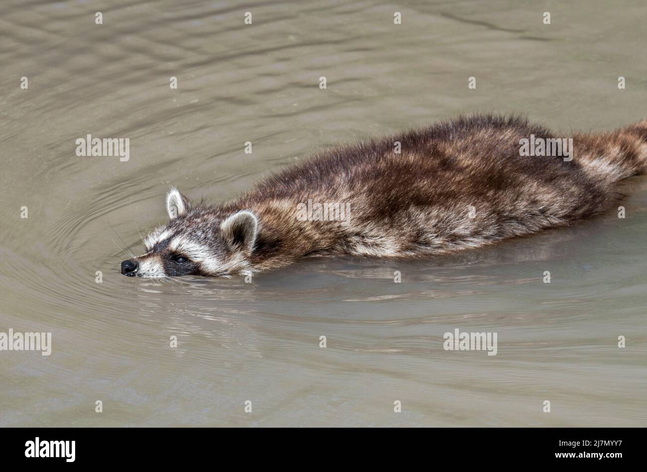 Raccoon comune (Procyon lotor) che attraversa il ruscello / rivuletto da nuoto, specie invasive in Europa nativo del Nord America Foto Stock