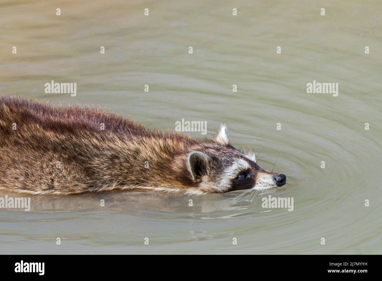 Raccoon comune (Procyon lotor) che attraversa il ruscello / rivuletto da nuoto, specie invasive in Europa nativo del Nord America Foto Stock