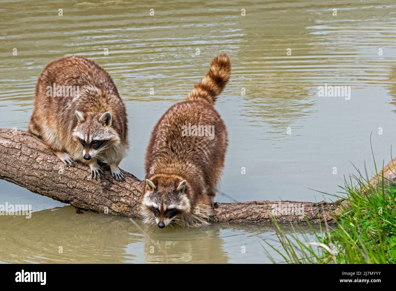 Raccoon comune (Procyon lotor) lavaggio cibo in acqua di flusso / rivulet, specie invasive nativo del Nord America Foto Stock