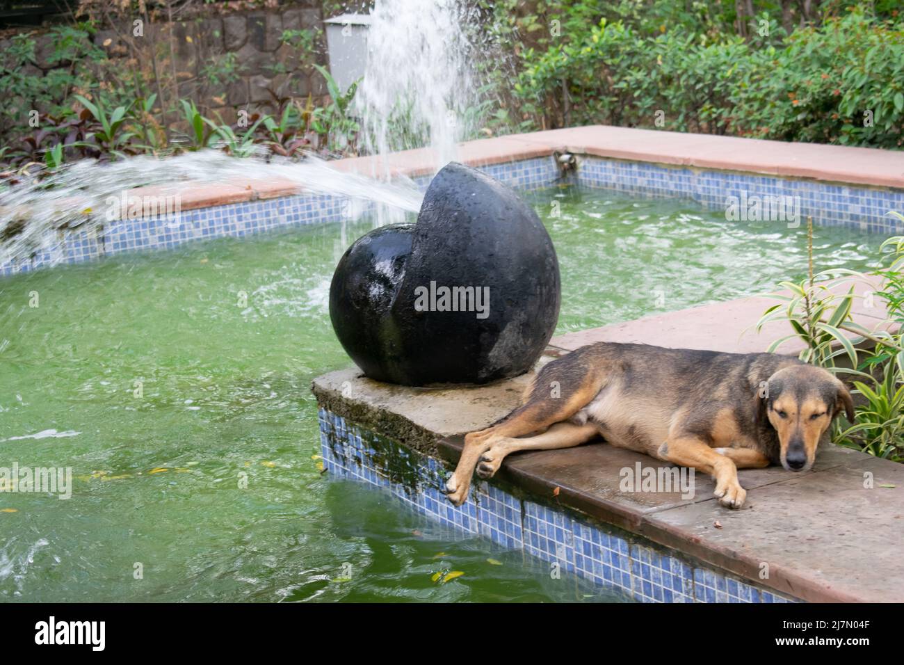 Cane randagio marrone che riposa accanto a una piscina decorativa per fontana in un giardino all'aperto Foto Stock