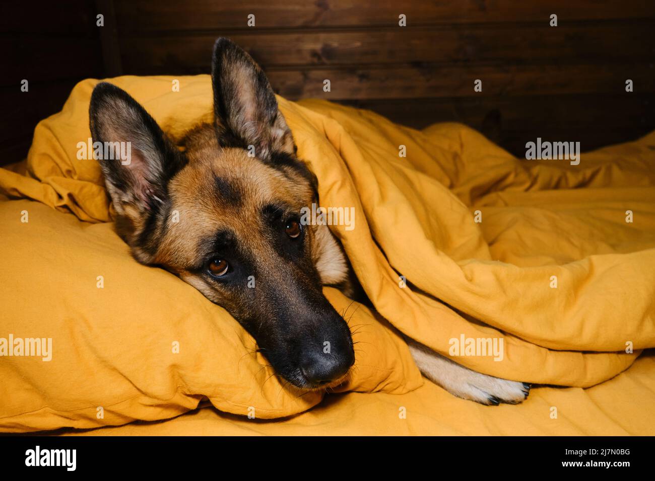 Gli animali di concetto vivono come esseri umani. Pastore tedesco giacente su cuscino e coperto di coperta gialla. Il cane si sveglierà a casa al mattino o preparandosi per fo Foto Stock