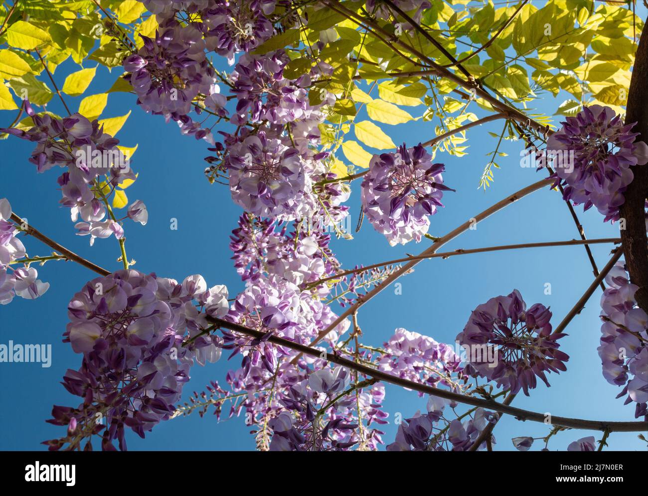 Glicine fiori che crescono sulla vite Foto Stock