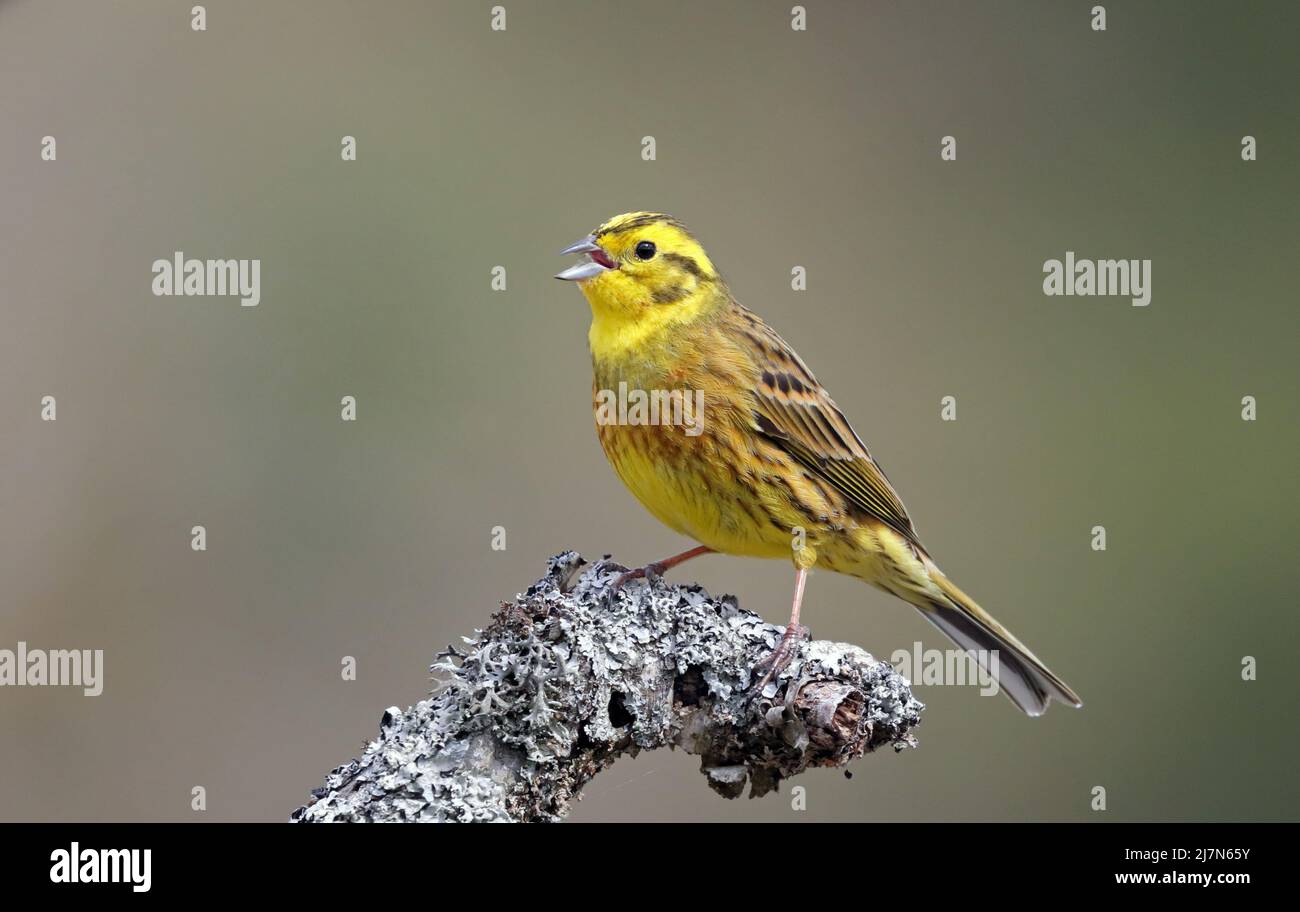 Yellowhammer, maschio, seduto sul posch, primo piano Foto Stock