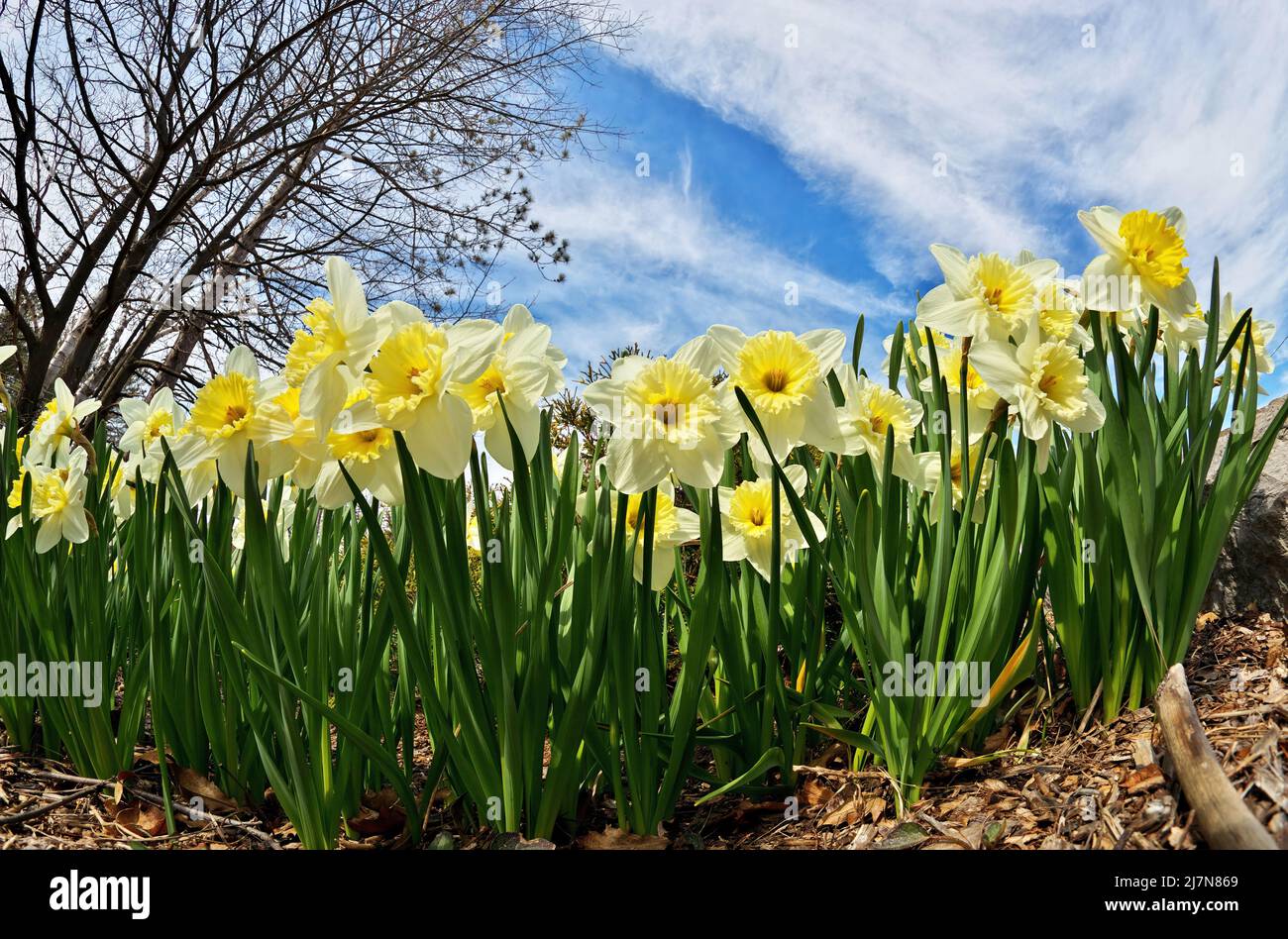 Follie di ghiaccio Daffodils Narcisis in una Sunny Spring Day. Prospettiva fisheye a basso angolo. Foto Stock