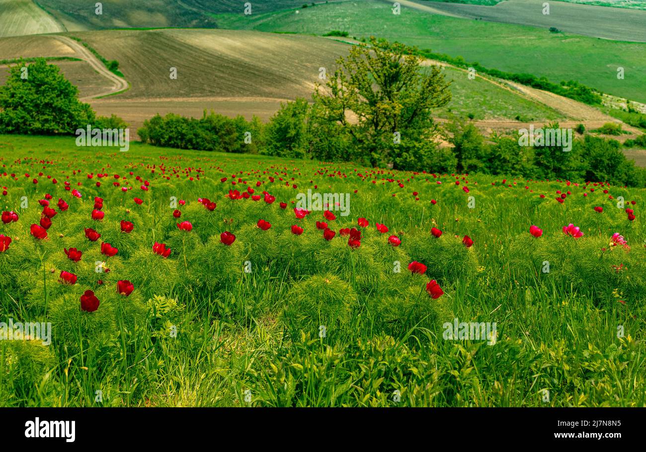 Fotografia paesaggistica in campagna con fiori di peonia rossa in primo piano e campi agricoli su una collina in background. Foto Stock