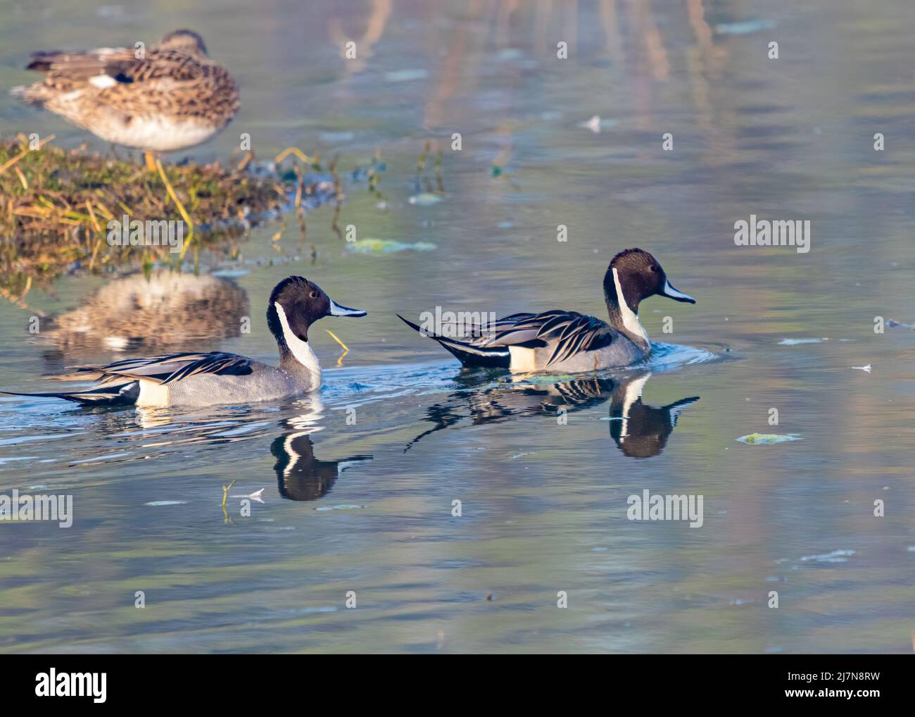 Un paio di Duck con coda a spina settentrionale Foto Stock