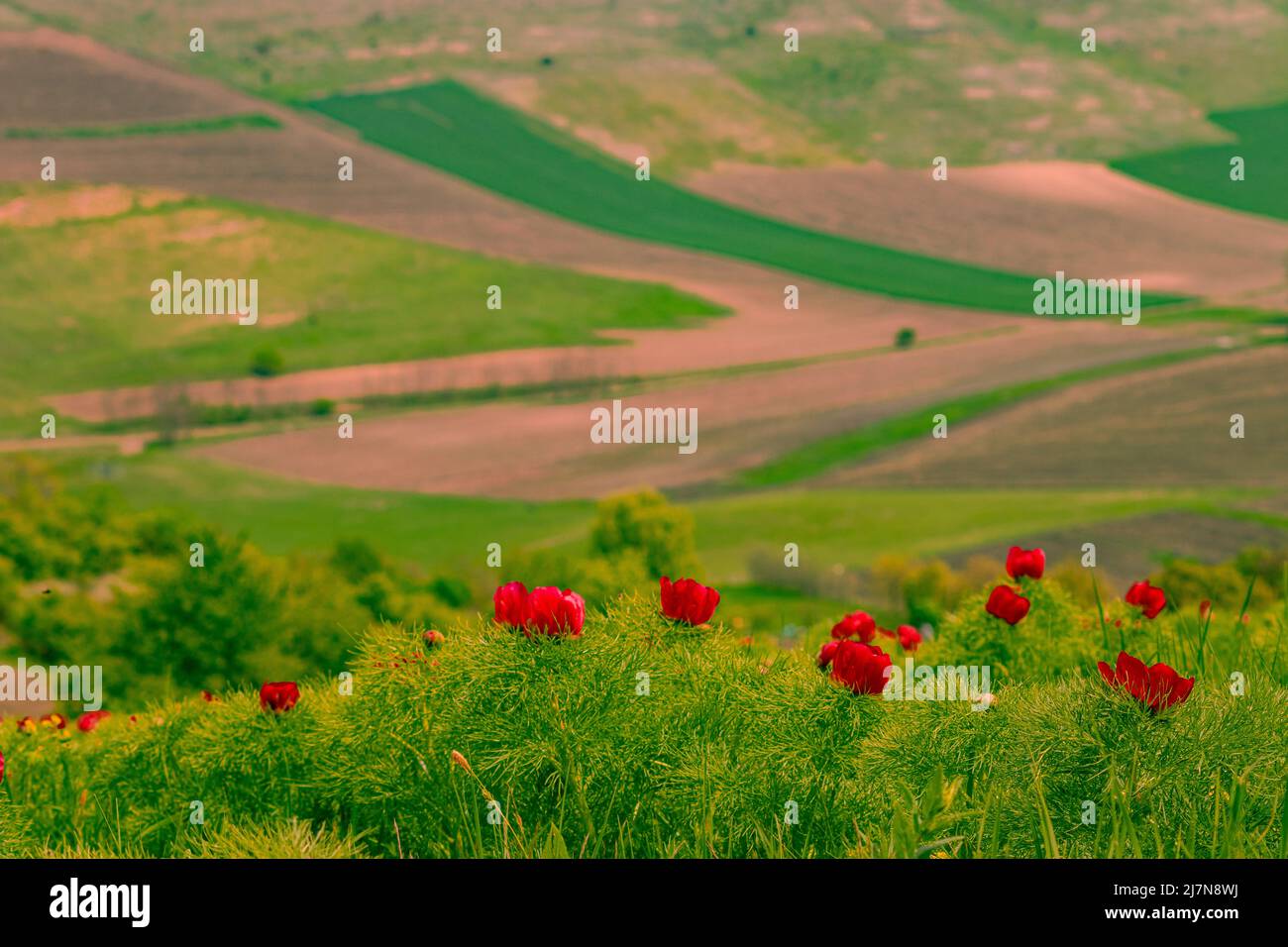 Fotografia paesaggistica in campagna con fiori di peonia rossa in primo piano e campi agricoli su una collina in background. Foto Stock