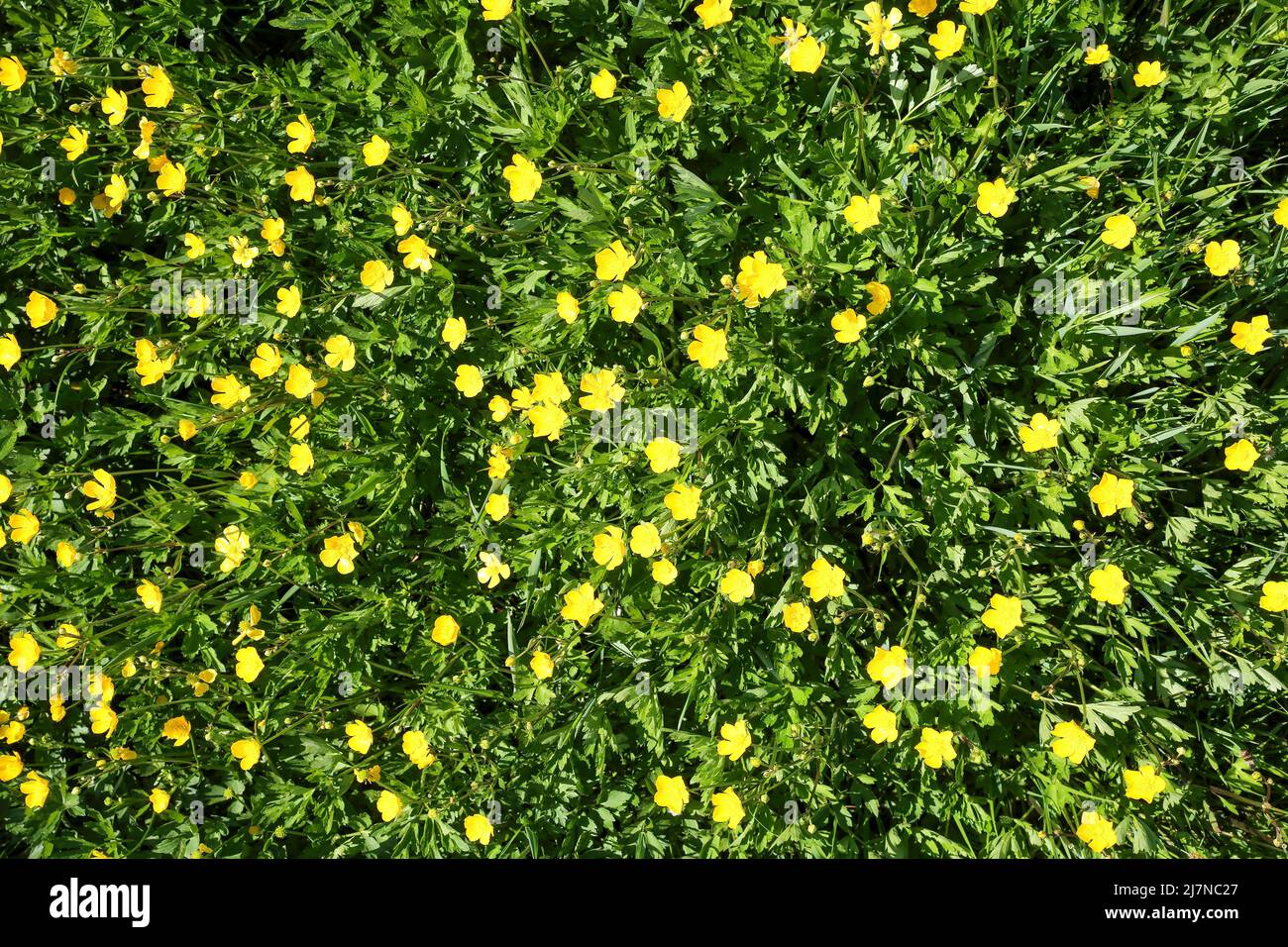 Vista dall'alto in basso sul prato verde isoalato con molti fiori di farfalle in fiore (Ranunculus) Foto Stock