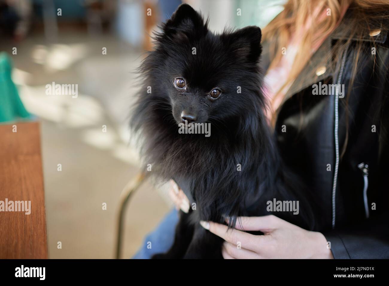 primo piano ritratto di un cane spitz nero Foto Stock