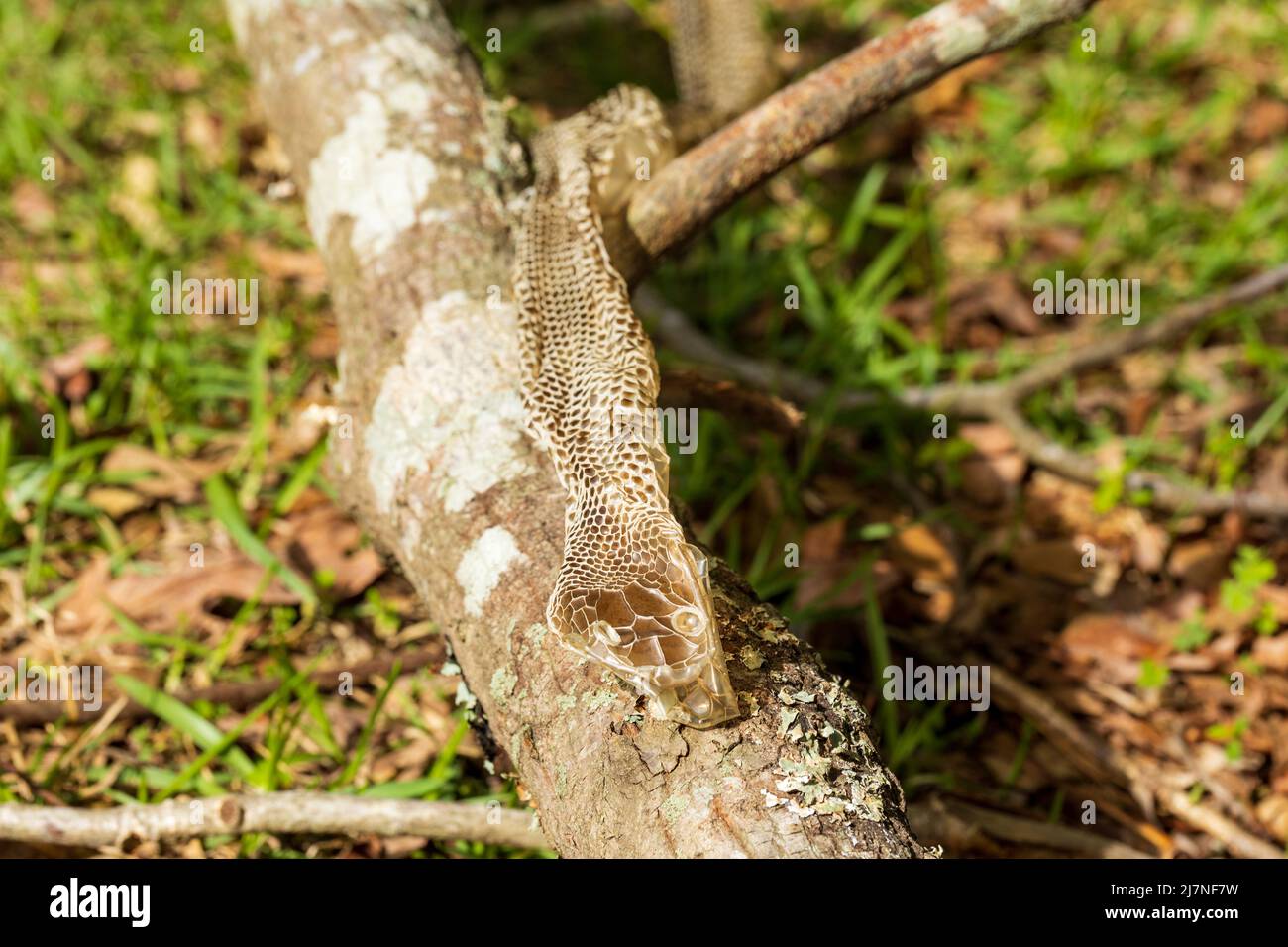 Pelle di serpente che era stata liberata Foto Stock