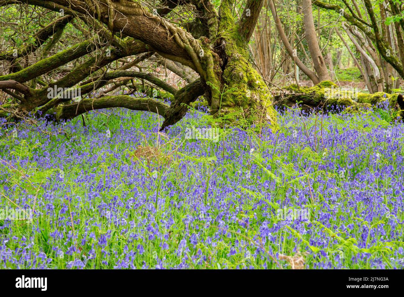 Boschi di Bluebell vicino a Brockenhurst nel New Forest National Park, Hampshire Foto Stock