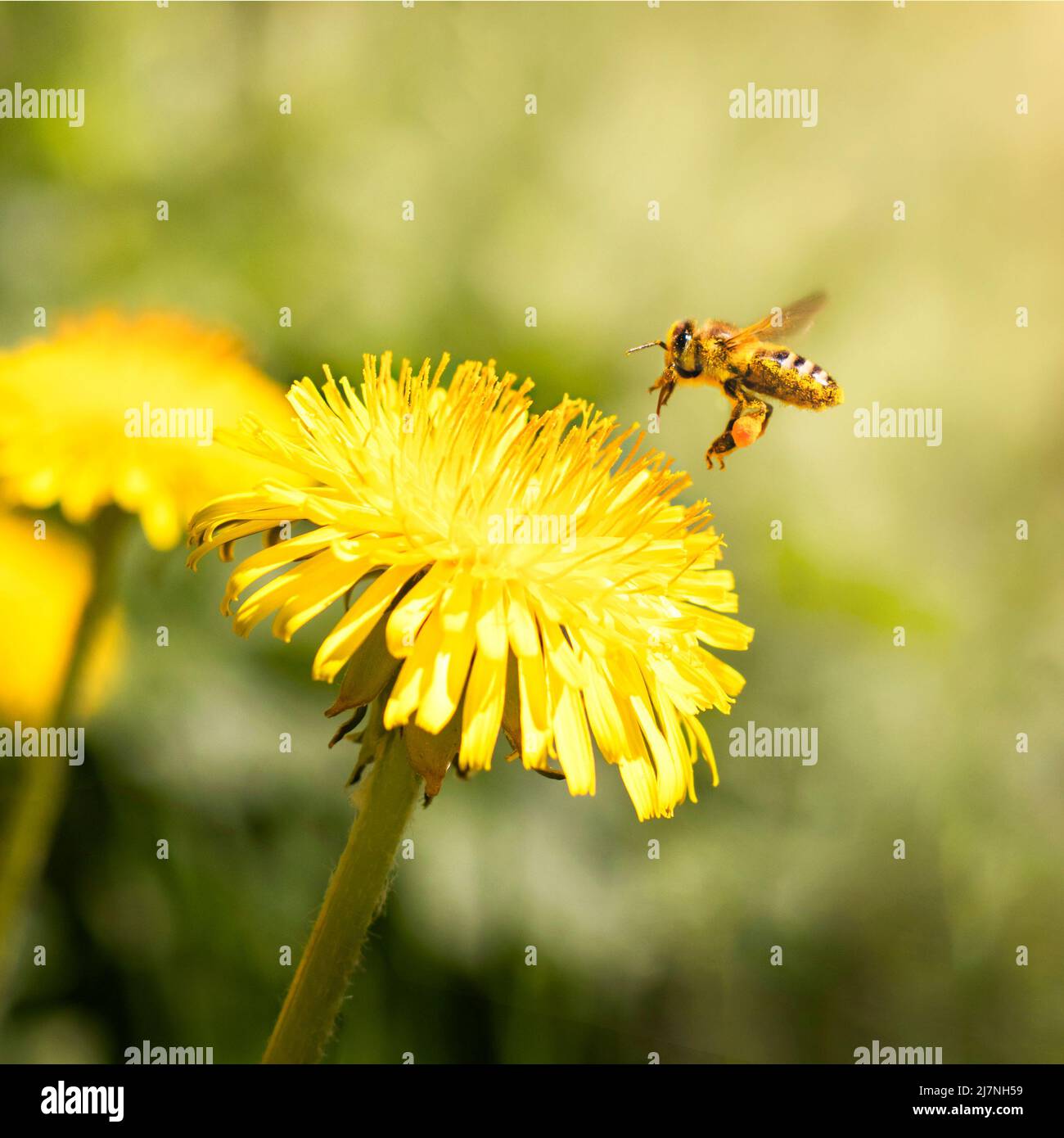 Un'ape raccoglie il miele dai dandelions sullo sfondo dei fiori sfocati nel sole. Foto Stock