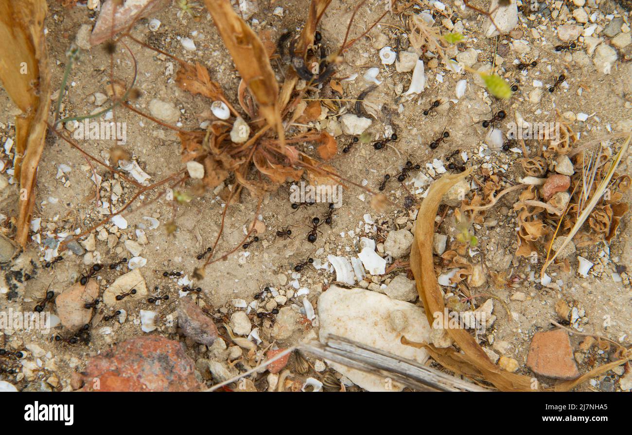 Diverse formiche che seguono un percorso formico tra sabbia, pietre e piante selvatiche Foto Stock
