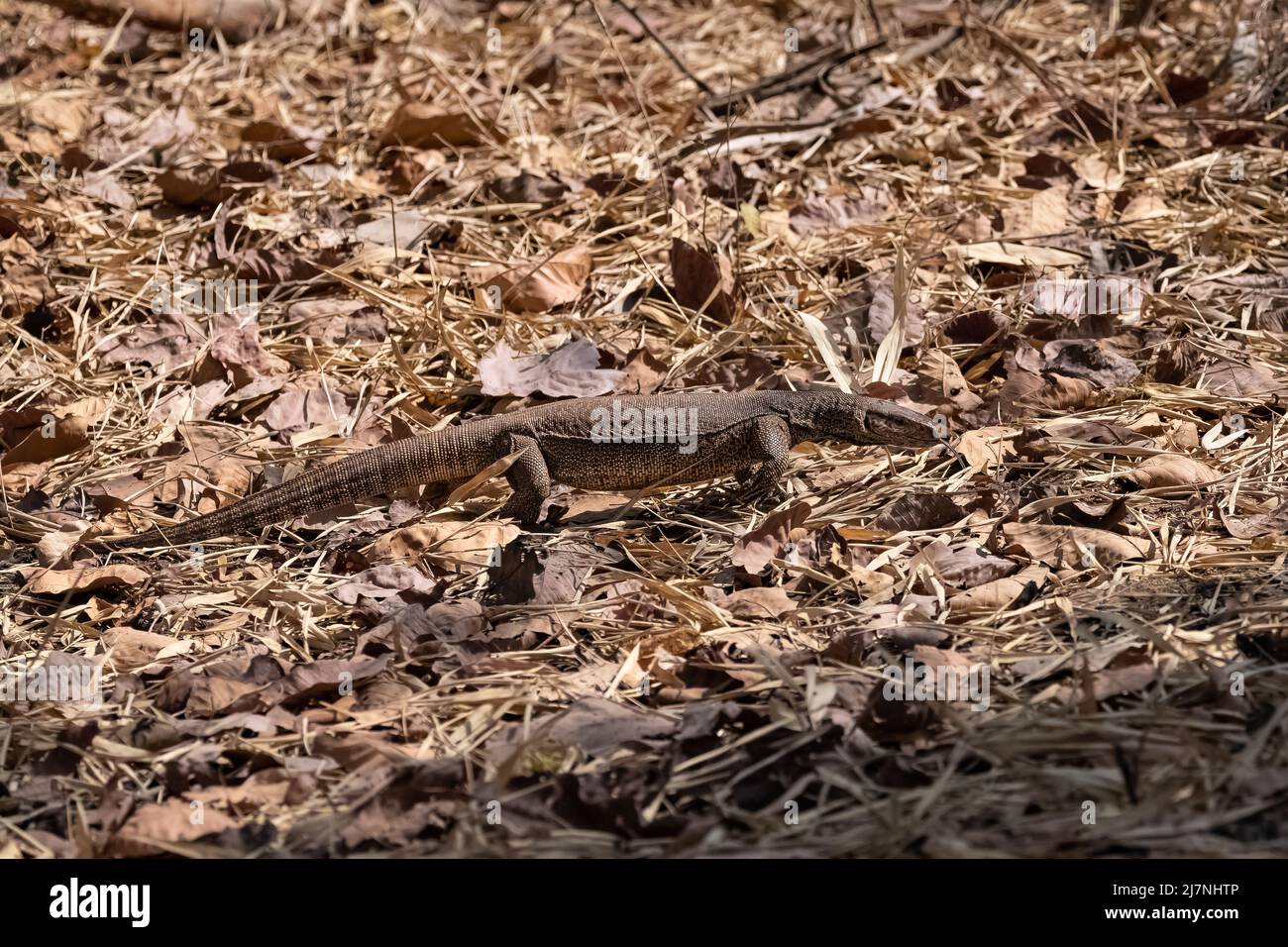 Bengala monitor, Varanus bengalensis, lucertola a piedi in India Foto Stock