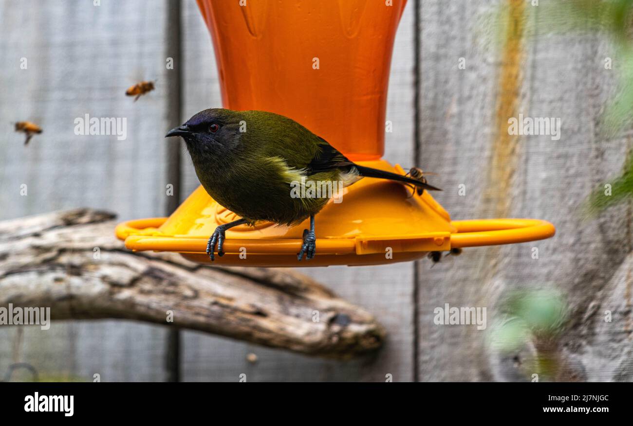 Bellbird che viene molestato dalle api Foto Stock