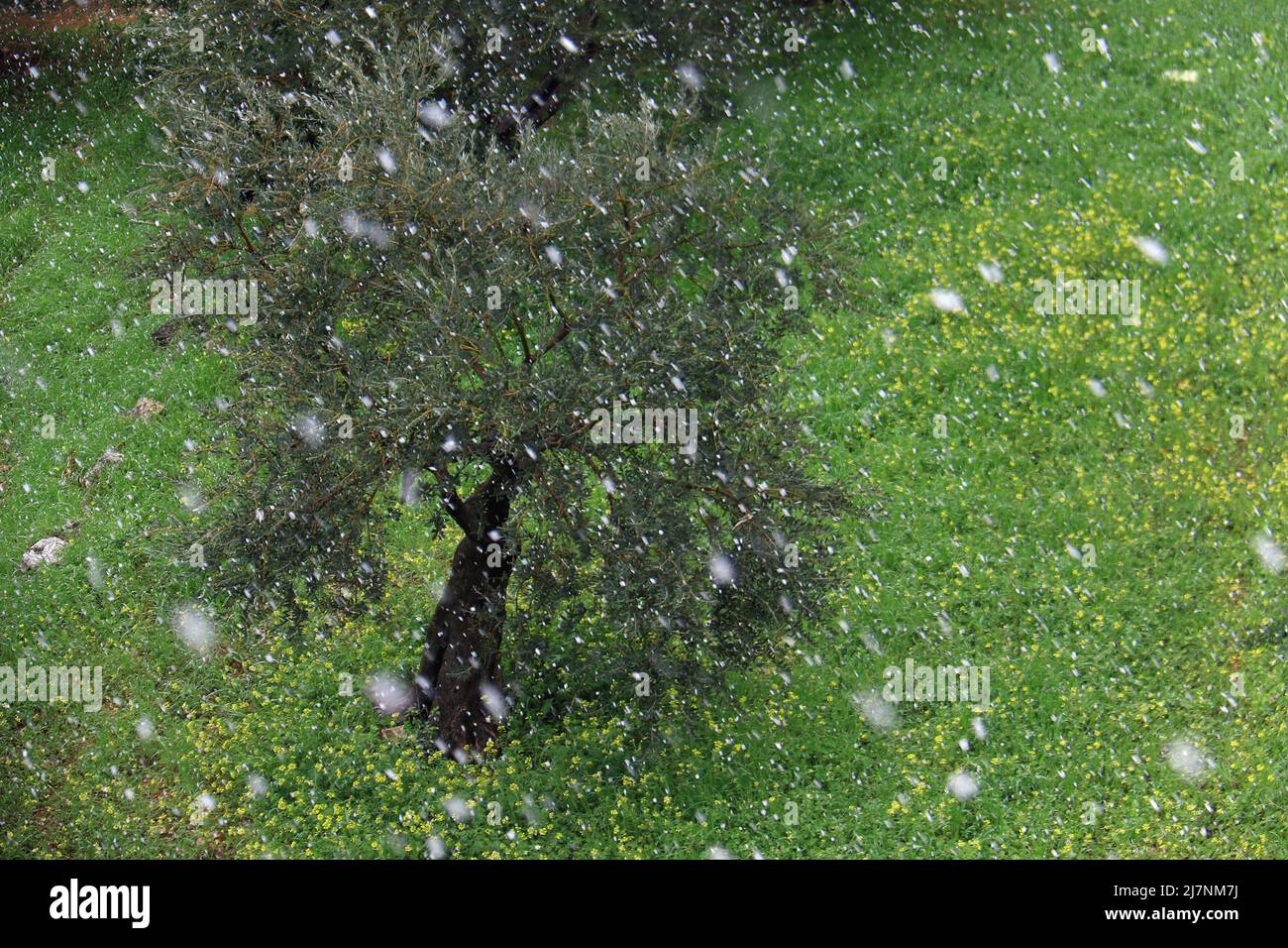 Un olivo in un prato durante una tempesta di neve. Foto Stock