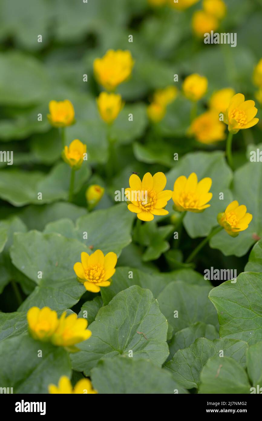 Primo piano di minore celandina, ficaria verna, fiori in primavera Foto Stock