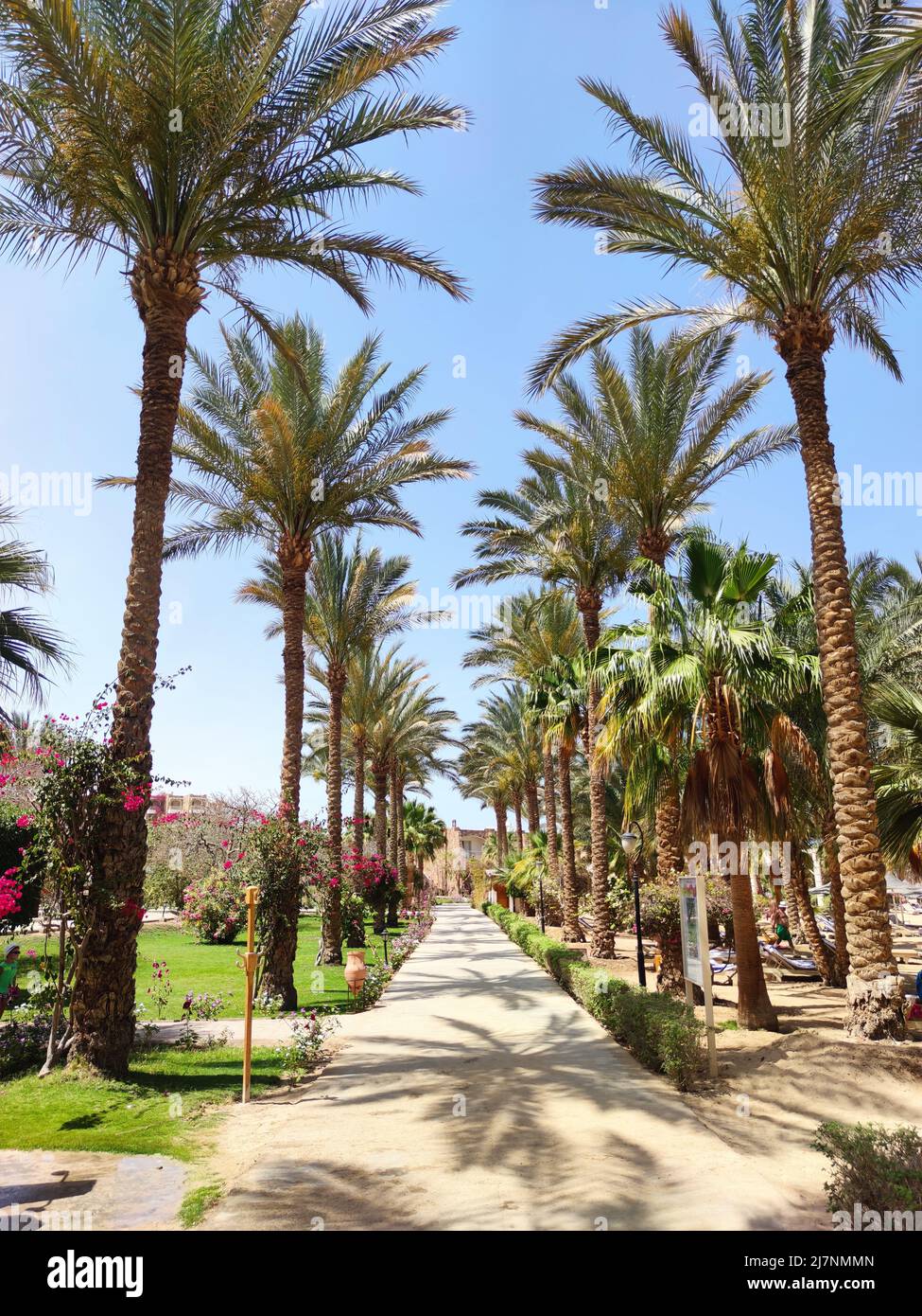 Palm Walkway, Road, Alley. Giornata di sole nel resort. Vacanza a Marsa Alam. Vacanze estive. Cartolina di viaggio Foto Stock