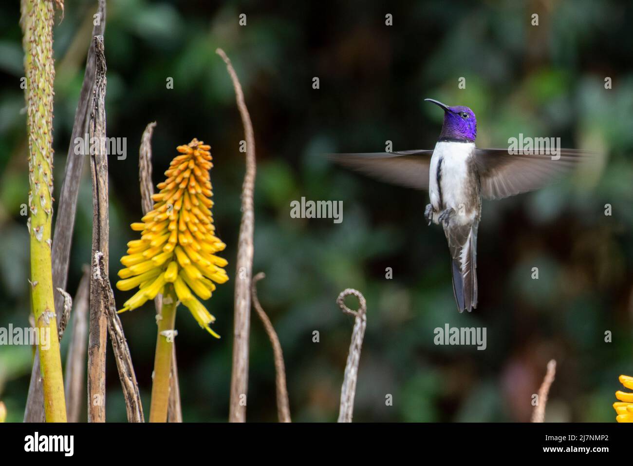 Ecuador, Monti delle Ande, Parco Nazionale Cotopaxi. hummingbird (SELVATICO: Oreotrochilus chimborazo) Foto Stock