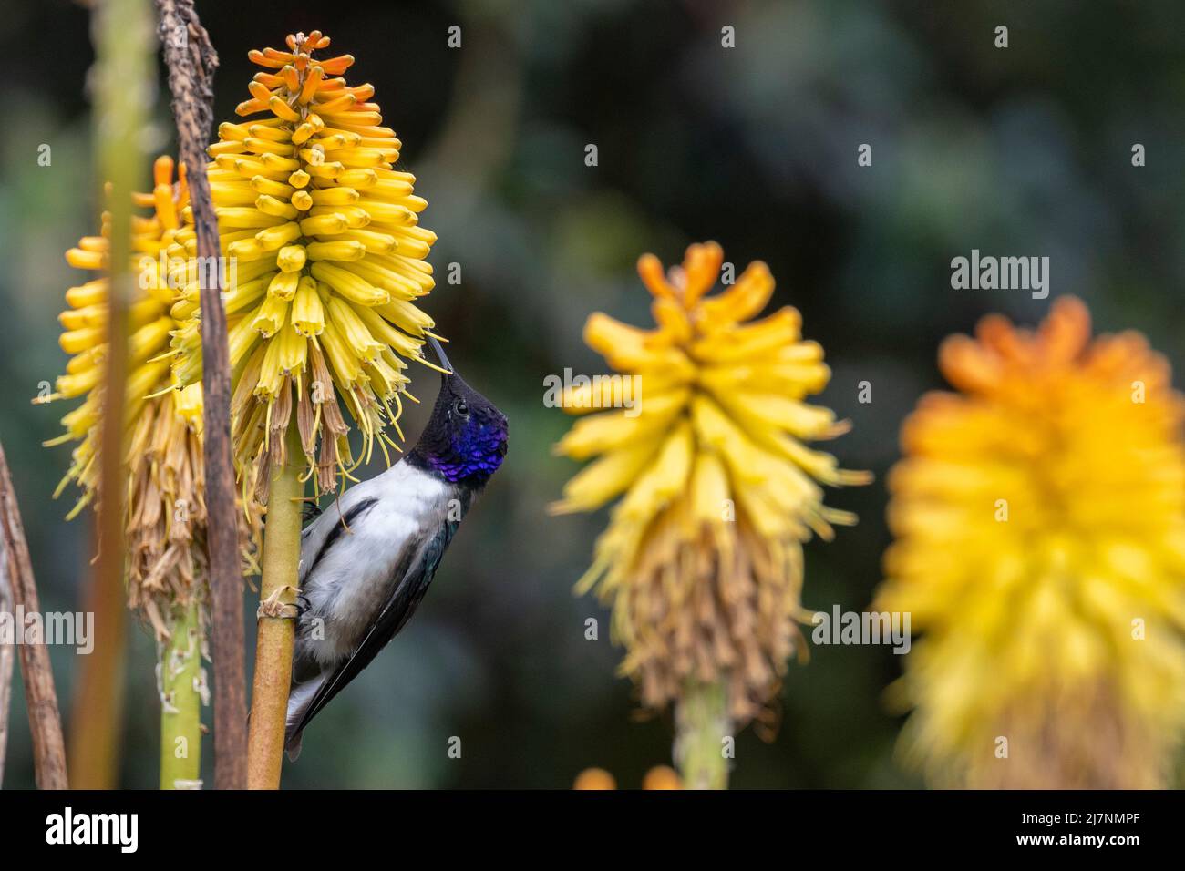Ecuador, Monti delle Ande, Parco Nazionale Cotopaxi. hummingbird (SELVATICO: Oreotrochilus chimborazo) Foto Stock