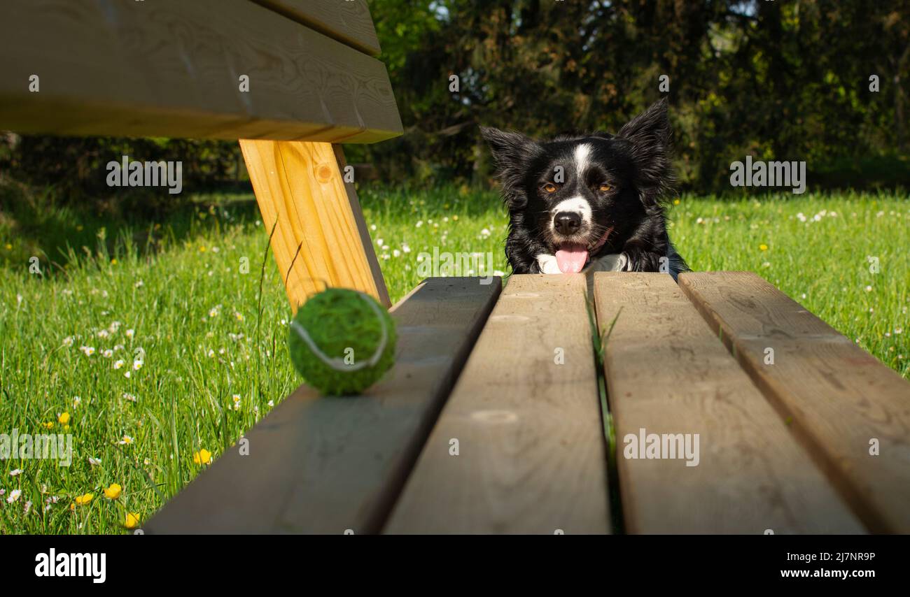 un cane cucciolo collie di confine guarda la sua palla su una panchina Foto Stock