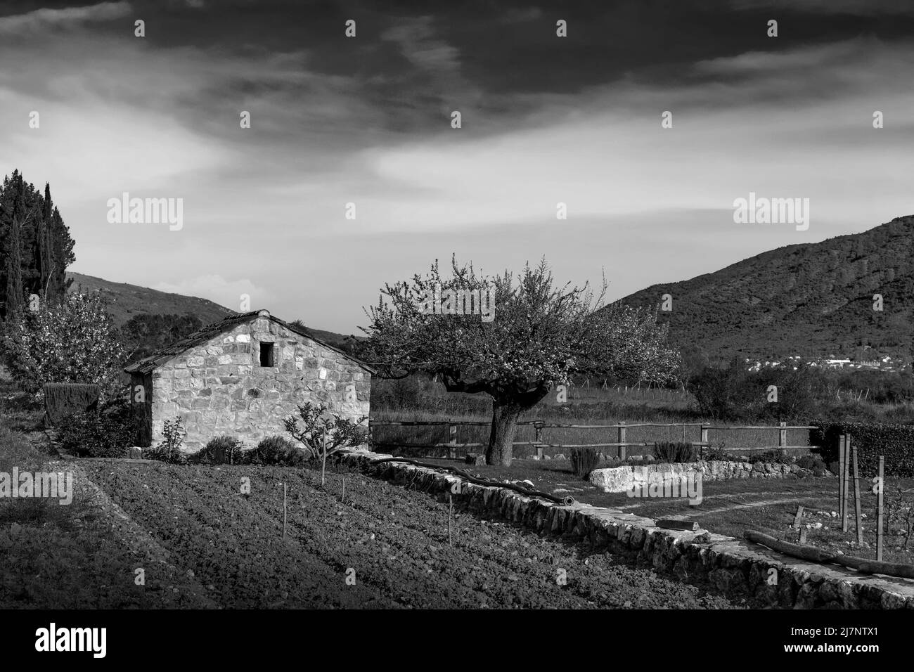 Vecchio fienile fattoria in pietra in primavera vigneto. Europa. Foto Stock