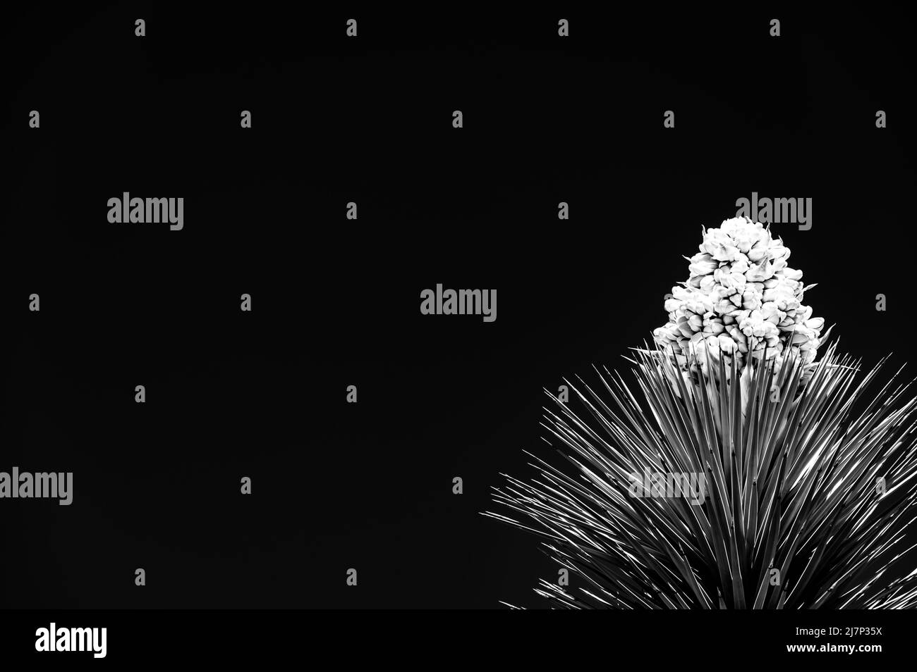 Vista spettacolare di una fioritura di una Yucca brevifolia al Joshua Tree National Park in California, USA contro un cielo vuoto. Foto Stock