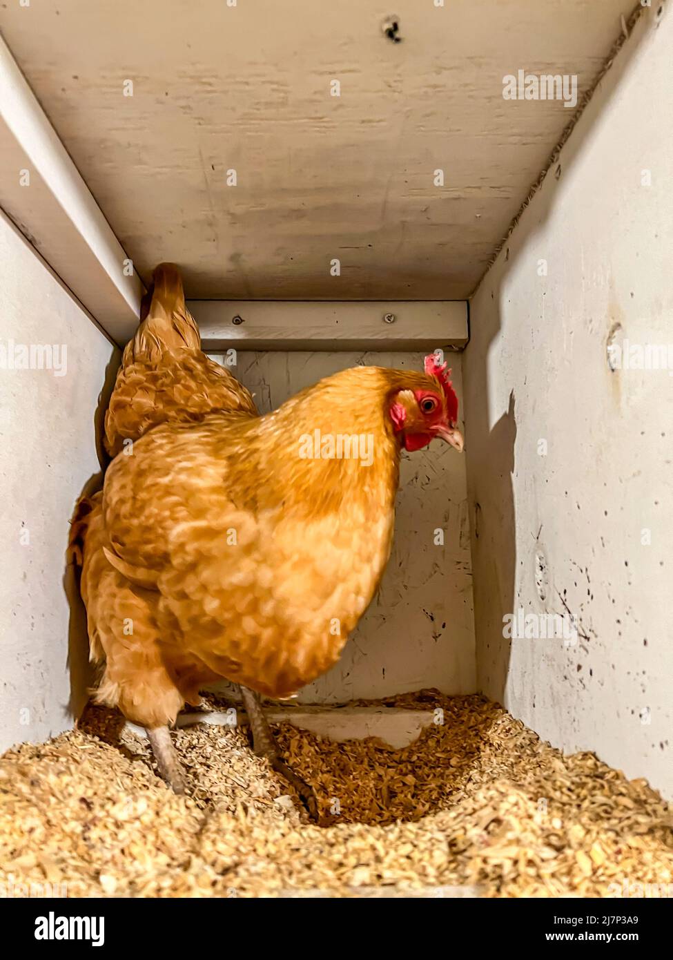 Stendere il pollo in una gabbia libera per stendere le uova. Foto Stock