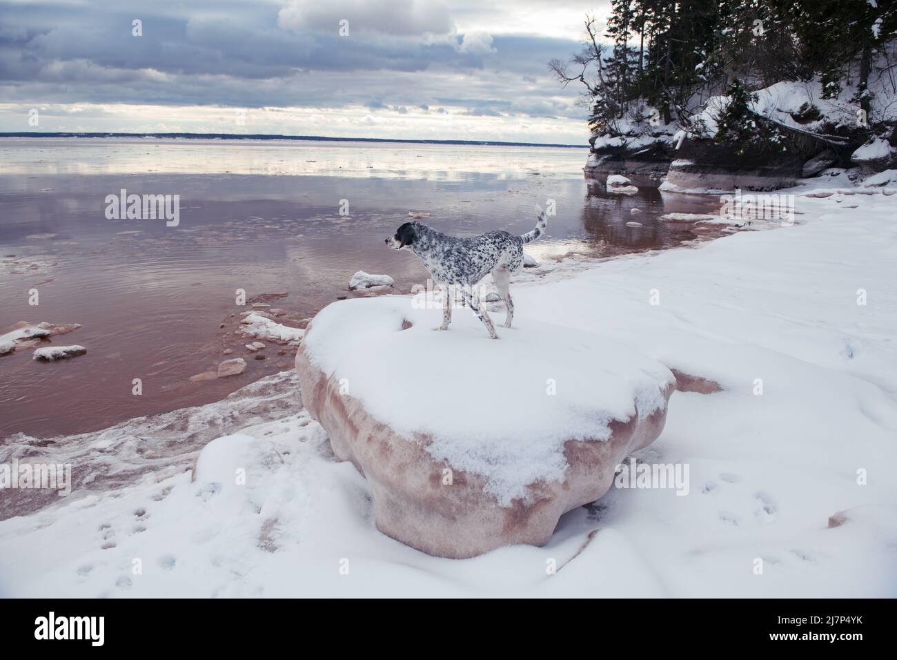 Avvistato, cane a tre zampe che si prende in vista in fangoso, baia coperta di neve. Foto Stock