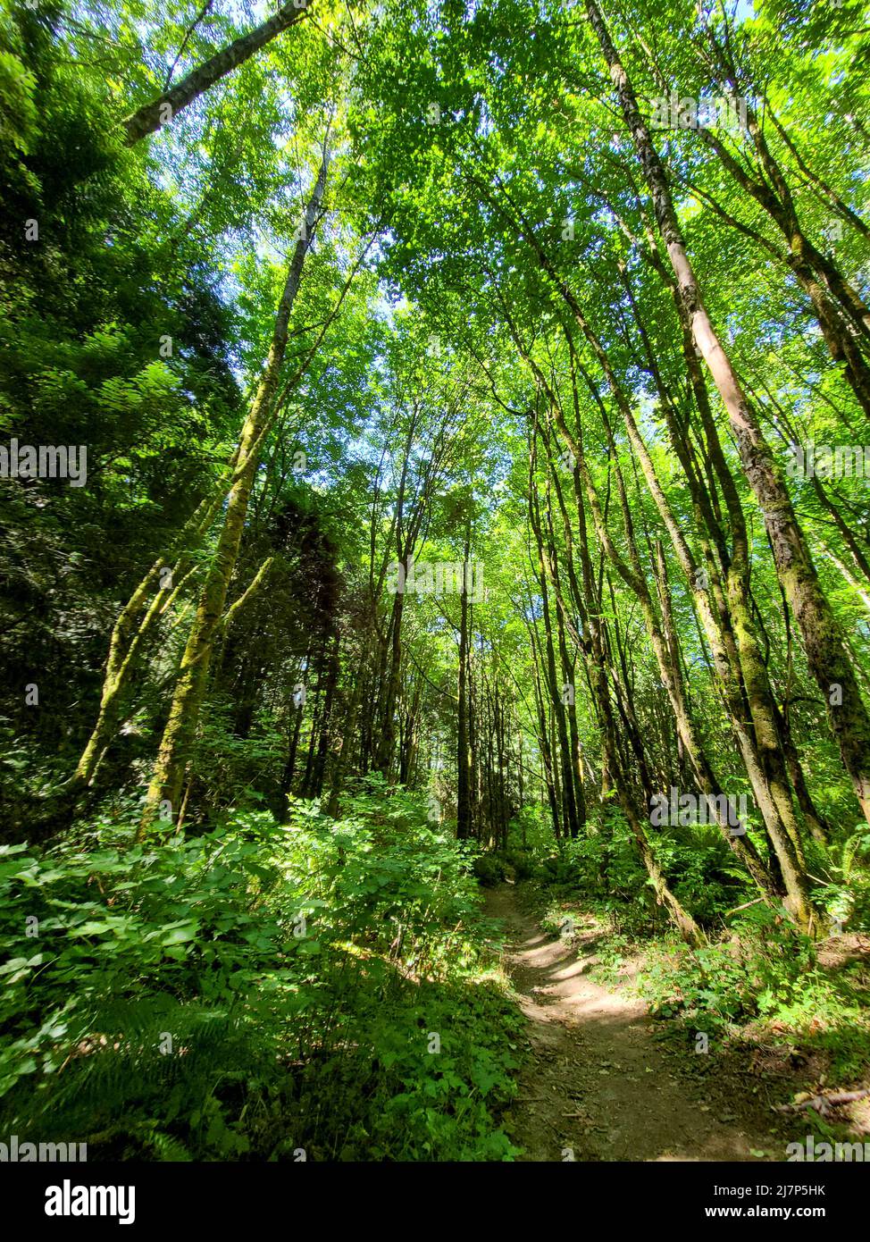 Percorso a piedi attraverso il bosco Foto Stock
