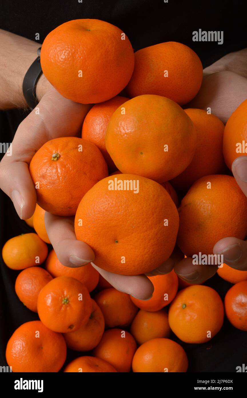 Uomo con grembiule pieno di arance Foto Stock