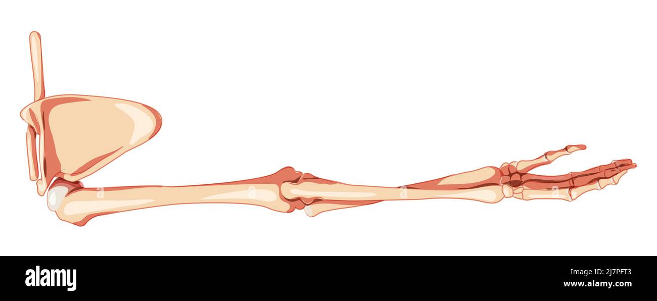 Braccio dell'arto superiore con cintura a bandoliera scheletro schiena umana Vista posteriore dorsale. Set di mani anatomicamente corrette, clavicola, scapola realistico piatto di colore naturale concetto Vector Illustration isolato Illustrazione Vettoriale