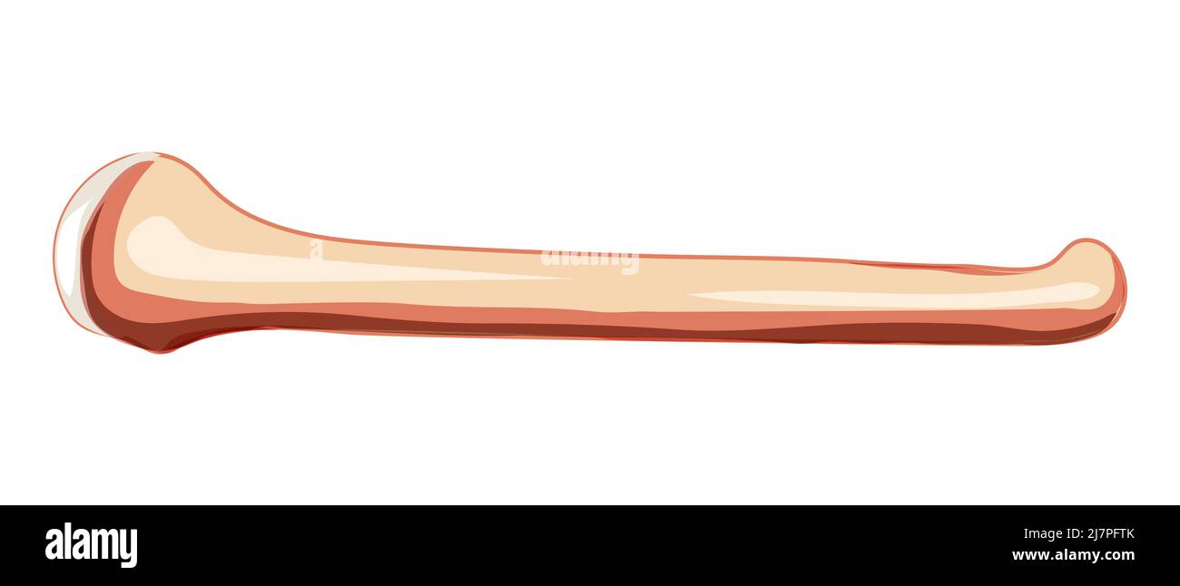 Braccio humerus Skeleton Vista laterale lato umano. Correzione anatomica 3D concetto di colore naturale piatto realistico illustrazione vettoriale dell'anatomia isolata su sfondo bianco Illustrazione Vettoriale