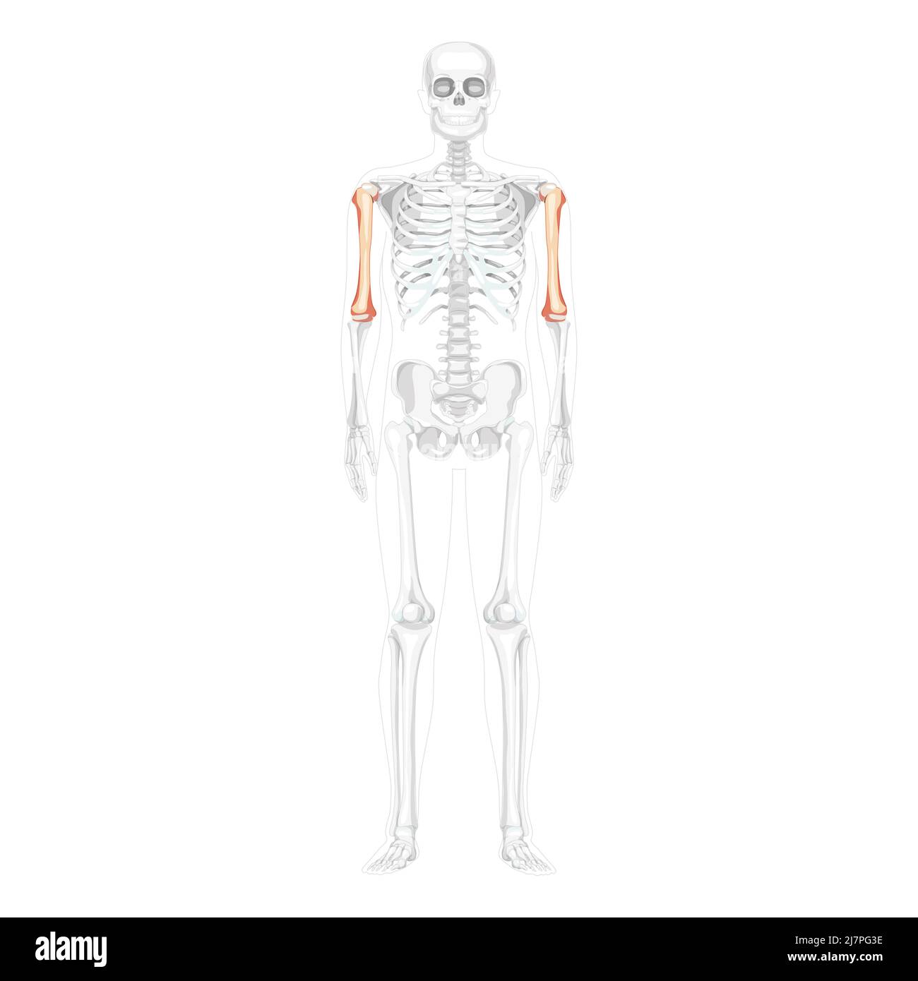 Scheletro braccio humero anteriore umano Vista ventrale anteriore con posizione delle ossa parzialmente trasparente. Correzione anatomica colore naturale piatto realistico illustrazione vettoriale di isolato su sfondo bianco Illustrazione Vettoriale