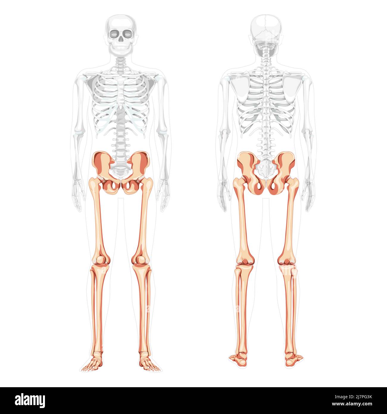 Scheletro arti inferiori Pelvi umano con gambe, cosce piedi, caviglie vista posteriore anteriore con corpo parzialmente trasparente. Immagine vettoriale di concetto piatto 3D anatomicamente corretta di isolato su sfondo bianco Illustrazione Vettoriale