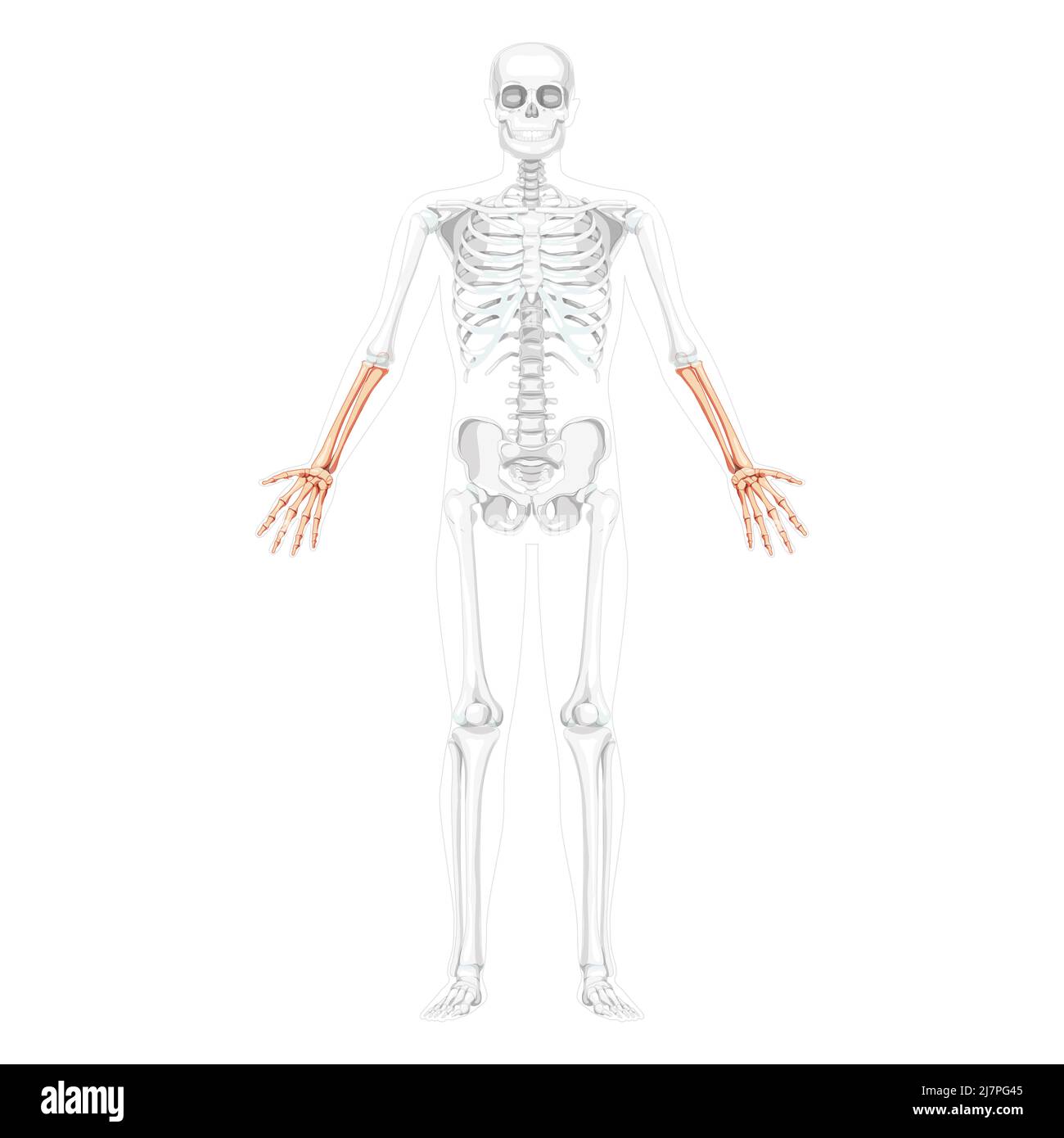 Scheletro degli avambracci anteriore della mano umana Vista ventrale anteriore con due bracci pose con posizione delle ossa parzialmente trasparente. Immagine vettoriale piatta anatomica corretta, isolata su sfondo bianco Illustrazione Vettoriale