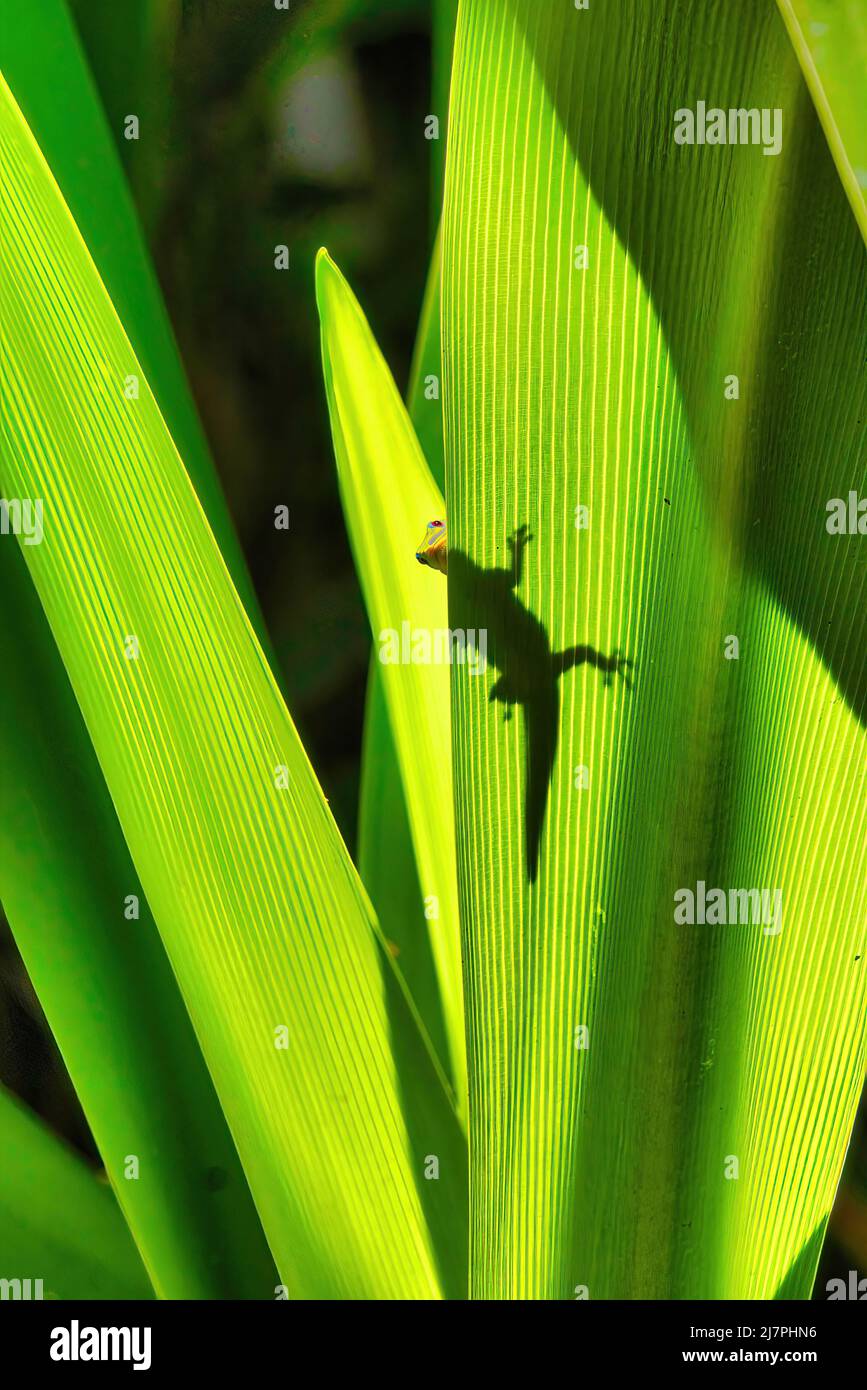 Scena luminosa di un gecko silhouette con polvere d'oro che sbucciava allo spettatore. Foto Stock