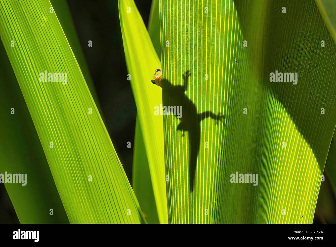 Gecko dorato in silhouette che sbucciano allo spettatore. Foto Stock