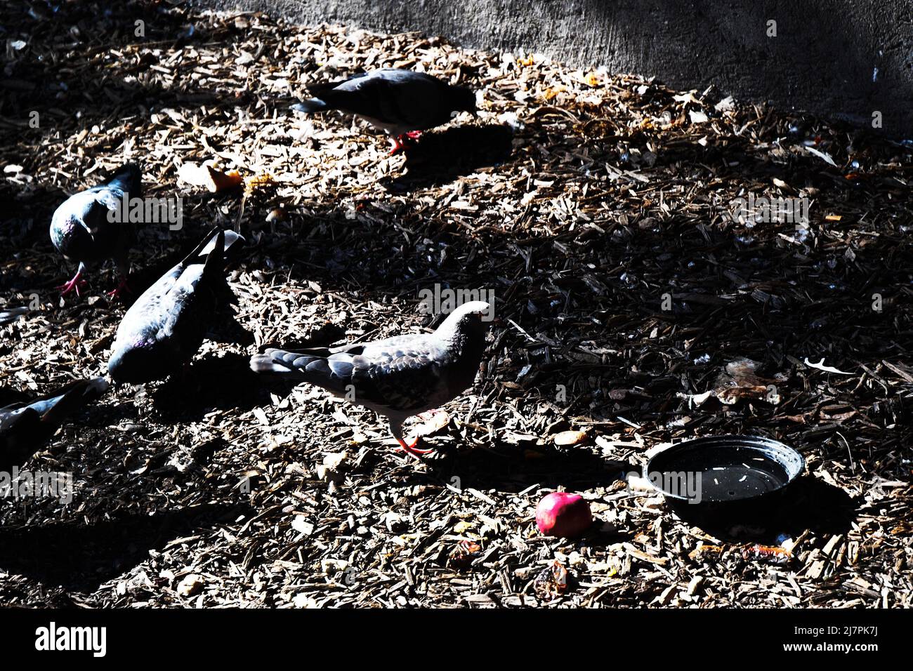 GIOCO COOP: Un gruppo di piccioni in un cortile impegnarsi in una frenesia alimentazione. Foto Stock