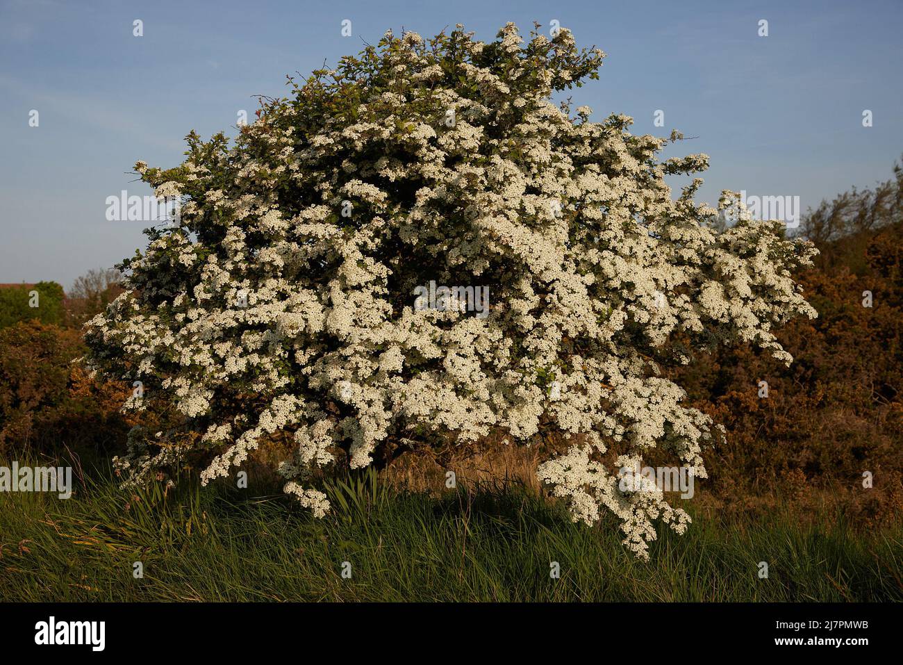 Primo piano di un albero di Crataegus visto in fiore all'aperto a maggio nel Regno Unito. Foto Stock