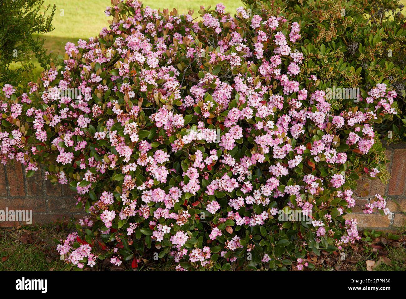 Rosa fioritura Rhaphiolepis indica Pink Lady o indiano Hawthorn giardino arbusto visto all'aperto nel giardino nel Regno Unito. Foto Stock