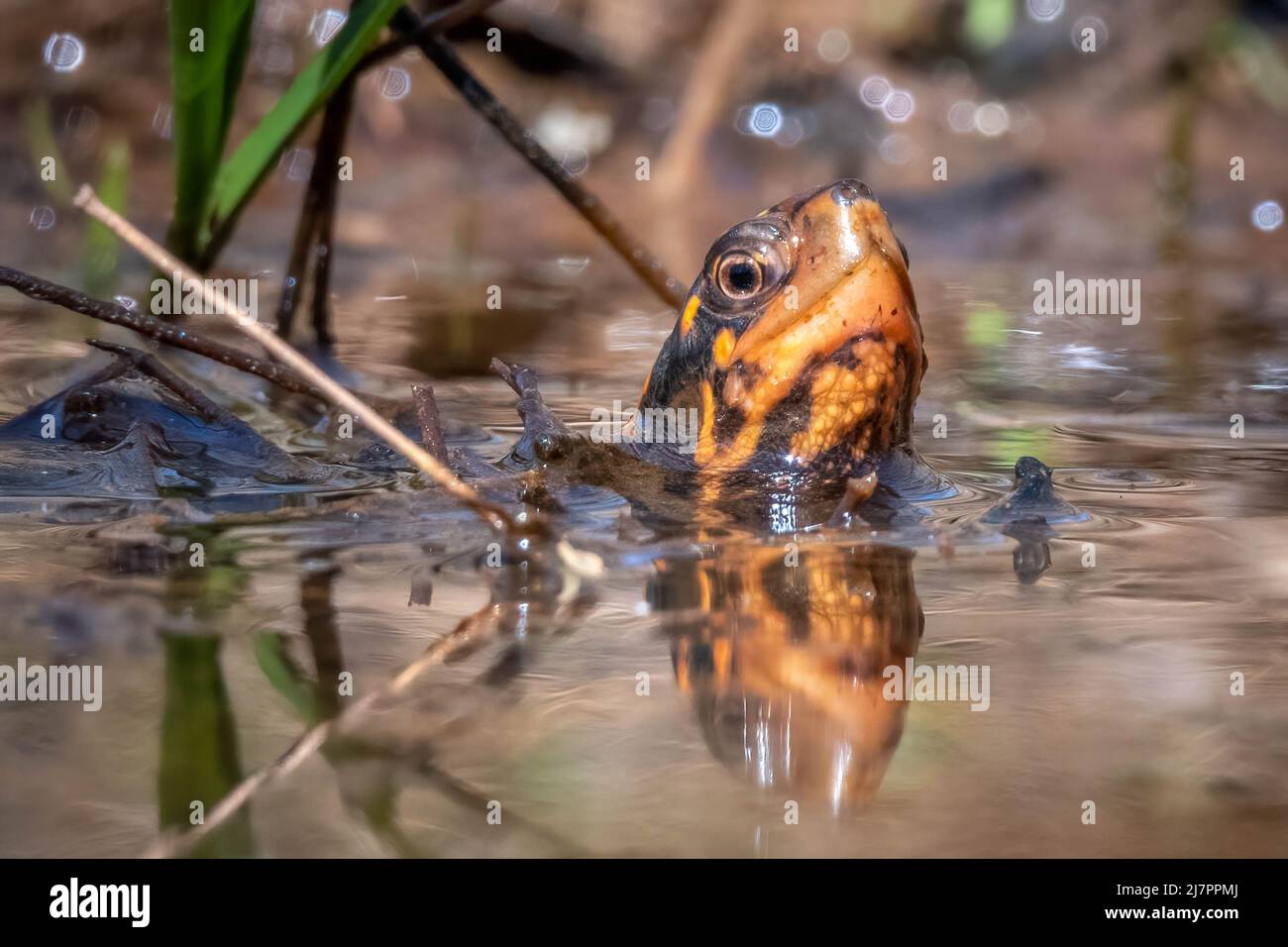 Specie minacciata, la tartaruga (Clemmys guttata) si sbucciò dall'acqua per valutare l'ambiente circostante. Raleigh, Carolina del Nord. Foto Stock